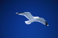 Decorate your paper seagull with feathers to create a more realistic look.