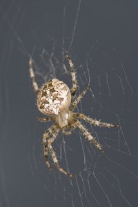The majority of spiders pose no threat to humans.
