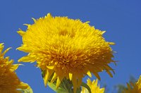"Teddy Bear" dwarf sunflowers are good candidates for a children's garden.