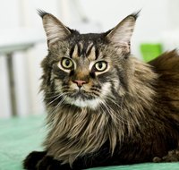 Maine coon cats originated in the United States.