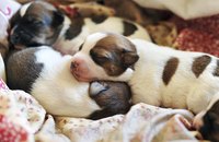 These newborn Jack Russell terriers are resting on a bed of blankets.