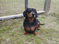 A dachshund sitting outside.