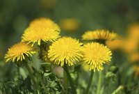 The dandelion has several look-alike botanical cousins.