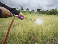 Man spraying lawn with weed killer.