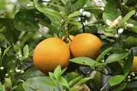 Orange trees contribute evergreen foliage, fragrant flowers and colorful fruit.