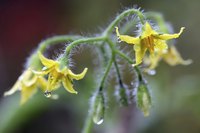 Pollinate container tomatoes by occasionally shaking the pot once flowers form.