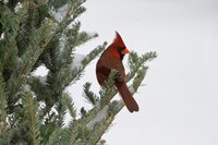 Cardinal sitting in Fraser fir tree