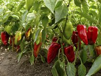 Vine-ripened red bell peppers are as sweet as they get.