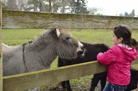 A donkey approaching a girl at a petting zoo.
