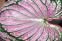 Caladium leaf veins often have distnictive coloration.