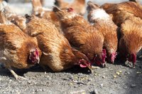 Chickens eating bits of food off the ground.