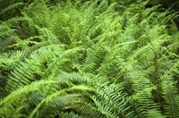Sword ferns make an effective mass planting for woodland gardens.