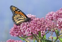 Monarch butterflies will only lay their eggs on milkweed plants.