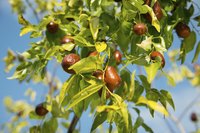Jujube tree with fruit hanging from it