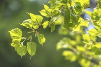 Close up of linden leaves.