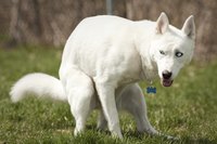 Your dog's stool sample will provide the best results if it is fresh.