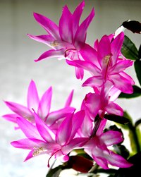 Christmas cactus flowers range from white to bright magenta.