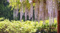 Wisteria vines growing in a garden.