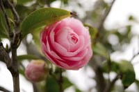 Close-up of pink camellia