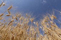 Barley grows from 2 to 4 feet high.
