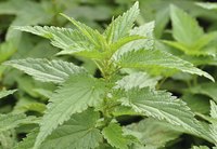 Detail view of stinging nettle plant