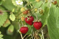 Wild strawberries growing on a bush.