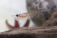 Close-up of krill swimming in the ocean.