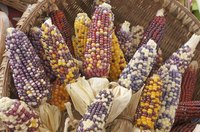 Choose corn with husks intact to create a colorful door swag.