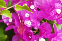 Bougainvillea "petals" are modified leaves or bracts.