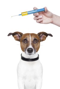 Vaccinating your dog at home can save you money and your dog stress.