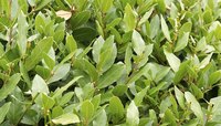 Bay laurel is also called Grecian laurel and sweetbay.