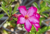Desert roses bloom most heavily in spring and fall.