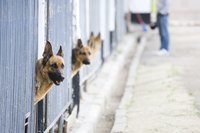 Dogs commonly acquire kennel cough in crowded situations such as boarding kennels, dog parks and animal shelters.
