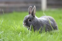A young rabbit grazes in a yard.