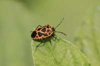Harlequin bugs are a big problem in the southern U.S.
