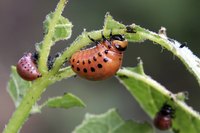 Large bugs can often be removed and disposed of by hand.