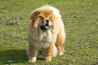 Check the overall condition of your chow chow's skin each time you groom him.