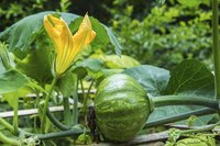 A young kabocha squash growing on a vine in a garden.