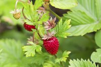 Alpine strawberries are also called wild and woodland strawberries.