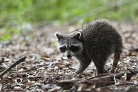 If you take in an wild, orphaned raccoon kit, you can release it back to the wild when it grows to 15 pounds.