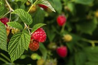 Raspberry plants for zone 9 produce red, yellow, black and purple fruits.