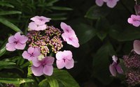 Bigleaf hydrangea lacecap flowers have showy sterile florets surrounding smaller fertile ones.