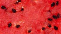 How to Mix Alcohol & Punch in a Watermelon How to Mix Alcohol & Punch in a Watermelon