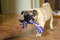 How To Pull A Stuck Puppy Out Of The Birth Canal Ehow