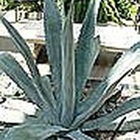 How To Propagate Blue Agave Or Century Plants | EHow