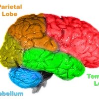 Does vitamin d improve brain function image 2