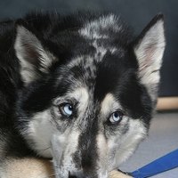 pancreatic cancer in dogs pancreatic cancer in dogs ehow pancreatic cancer in dogs pancreatic cancer in dogs ehow