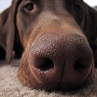 Clinical Signs Of Canine Upper Respiratory Infection Ehow