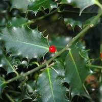 Holly Bush Leaf Disease | eHow