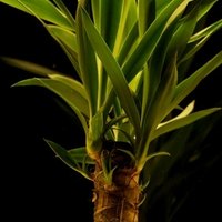 ehow plants indoor low light